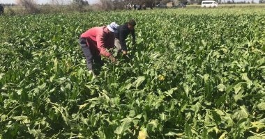 حصاد 66 ألف فدان من محصول البنجر فى الشرقية