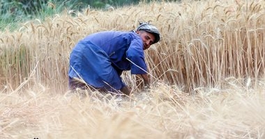 توصيات عاجلة من الزراعة للمزارعين اليوم.. تعرف عليها