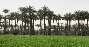 للمزارعين.. أهم الإجراءات الاستباقية للتعامل مع التقلبات الجوية