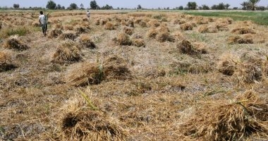تعرف على أهمية الريات الأخيرة لمحصول القمح