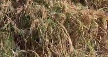 تعرف على عقوبة الري بمياه الصرف الزراعى أو الإضرار بالجسور وفقا للقانون
