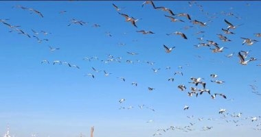 مصر تشارك دول العالم الاحتفال باليوم العالمي للطيور المهاجرة 2025