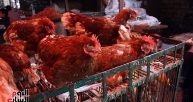 أسعار الدواجن اليوم الأربعاء 20 أغسطس بأسواق محافظة البحيرة