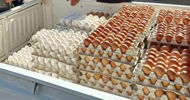 تعرف على أسعار البيض بكفر الشيخ الإثنين 11 أغسطس 2025