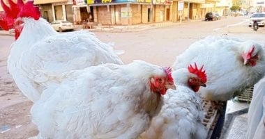 رئيس شعبة الدواجن يزف بشرى سارة للمواطنين حول سعر الفراخ البيضاء