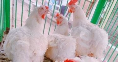 سعر الفراخ اليوم الجمعة 16-5-2025 فى المنوفية.. 103 جنيهات للكيلو