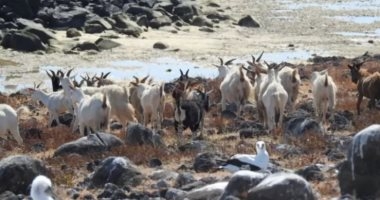 قطيع ماعز غامض ينجو على مدار أكثر من 200 عام على جزيرة معزولة بلا مياه عذبة