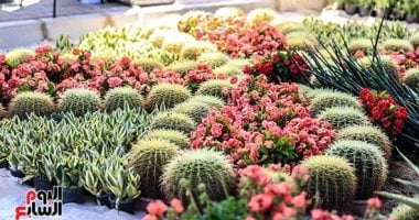 سعرها يتجاوز 50 ألف جنيه.. شاهد أغلى شجرة فى معرض الزهور بالدقى (فيديو)