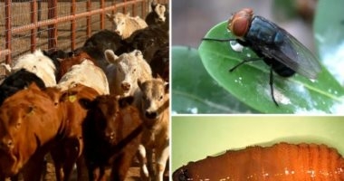 بعد ظهورها فى المكسيك.. كيف تتغذى الدودة آكلة لحوم البشر على الجروح وأين تتكاثر؟