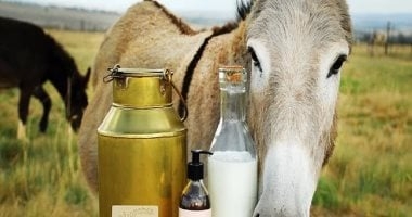 اليوم العالمي للحمار.. استخدام حليبه في صناعة منتجات العناية بالبشرة