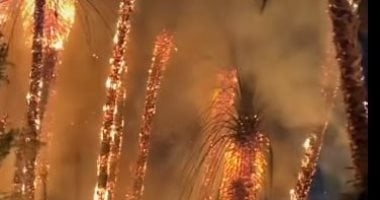 بعد حريق كورنيش النيل.. اقرأ نصائح الحماية المدنية لتجنب حرائق الأشجار