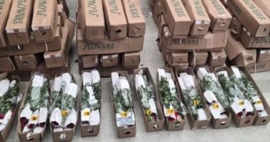 ورد بالكوكايين .. ضبط 130 ألف جرعة وسط شحنة زهور متجهة إلى هولندا