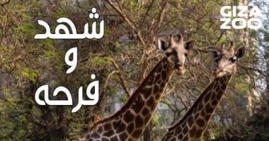 حديقة الحيوان بالجيزة تحتفل بعيد ميلاد الزرافتين شهد وفرحة