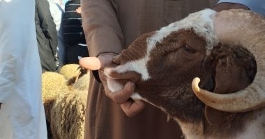 الكبش العملاق.. أكبر خروف فى أسواق الإسكندرية وزنه 120 كيلو (فيديو)
