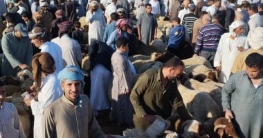 لو ناوى تضحى.. اعرف أسعار خراف العيد بسوق العامرية بالإسكندرية.. فيديو