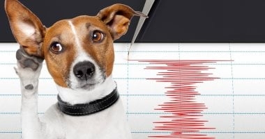 هل تستطيع الأسماك والحيوانات التنبؤ بحدوث زلزال ؟.. اعرف الحقيقة