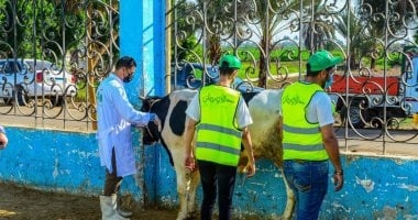 ذبح 30 عجل بلدى خلال أيام التشريق فى 3 مجازر بمحافظة أسوان