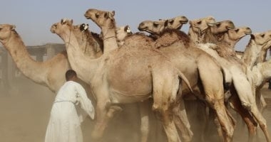 انتعاشة فى سوق الجمال بمدينة دراو بأسوان قبل عيد الأضحى