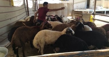 خدمات مجانية توفرها مجازر محافظة القاهرة طوال أيام العيد.. تفاصيل