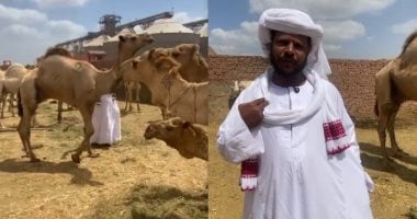 قبل ما تشترى.. اعرف كل حاجة عن الجمل من داخل أكبر وأقدم أسواقه (فيديو)
