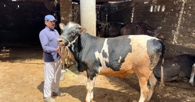محافظات / البقرى بـ180 والجاموس بـ150 تعرف على مواصفات وأسعار لحوم الأضاحى بالدقهلية