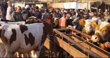 تليفزيون "اليوم السابع" فى جولة مباشرة بسوق بنها للمواشى.. فيديو