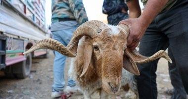 انتعاش أسواق الأضاحى فى سوريا قبل العيد