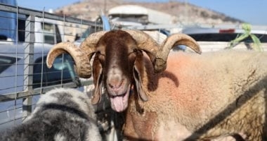 لو بتحب التصوير.. كيف تلتقط صور أضحية احترافية بالموبايل؟