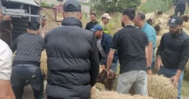 هدم مزرعة مواشى ومصادرة 10 خراف.. المغرب يلاحق ذبح الأضاحى "اعرف السبب"