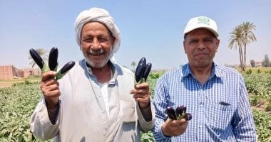 الباذنجان ينعش أسواق الشرقية.. موسم وفير وأيدى عاملة لا تهدأ
