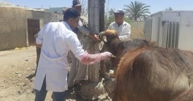 انطلاق حملة قومية للتحصين ضد فيروس الحمى القلاعية السبت المقبل