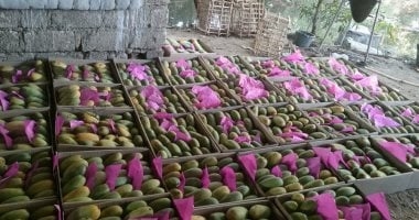 بشاير المانجا.. فاكهة الصيف تبدأ غزو الأسواق من الأقصر.. صور