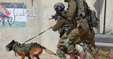 صحيفة إسبانية: أوروبا ترسل كلابًا تستخدمها إسرائيل ضد الفلسطينيين