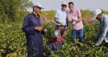لأول مرة.. نجاح زراعة القطن فى صحراء طور سيناء