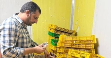 ضبط طن و700 كيلو دواجن فاسدة خلال حملة مكبرة فى الغربية