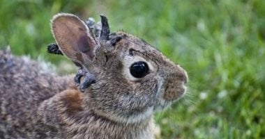 زومبى ولا نوع جديد.. ظهور أرانب بقرون فى أمريكا يثير فزع السكان.. صور