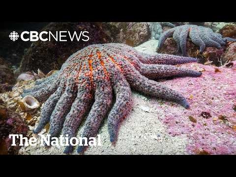 Scientists say they have solved the mystery of what killed more than 5 billion sea stars