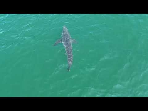 Great white shark is seen near popular beaches in Maine, sparking a police warning
