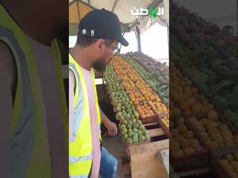 منافذ تسويقية لمانجو جازان