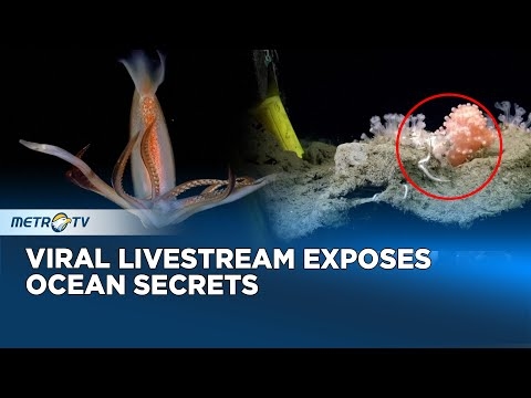 A livestream of deep-sea creatures sparks calls for refunding science