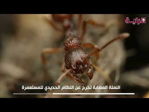 شاهد.. نمل يتحول إلى زومبي