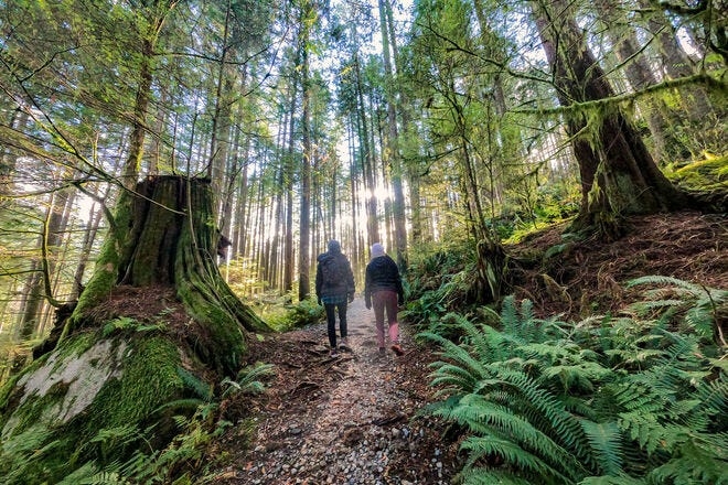Find your peace: 8 stunning forest bathing destinations in the US
