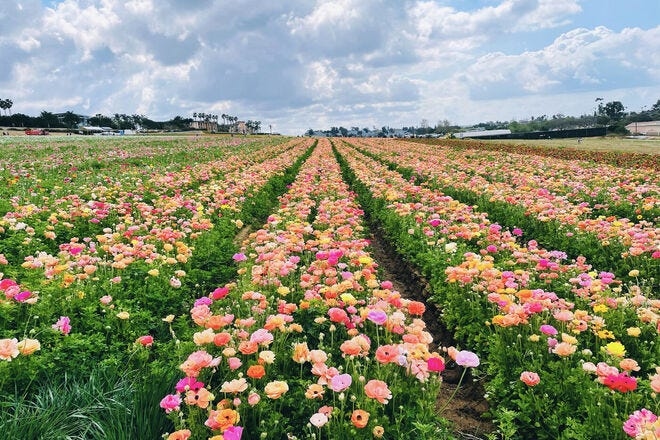 7 stunning US destinations to see spring flowers in full bloom
