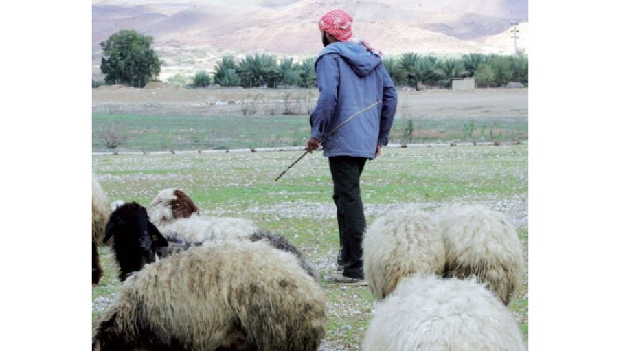 مربو أغنام في بلدة الجديدة بالكرك يطالبون بتعبيد طريق ترابي