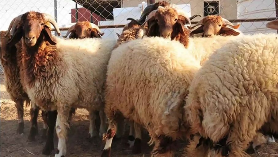 تراجع ملحوظ في سوق بيع الأضاحي في الزرقاء