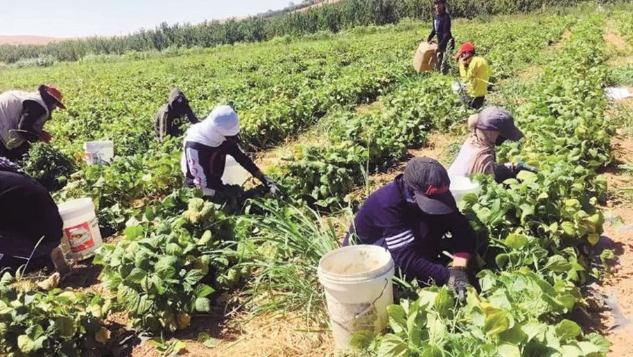 صيف الغور الشمالي.. عمالة الأطفال بين قسوة الحاجة ومخاطر الواقع