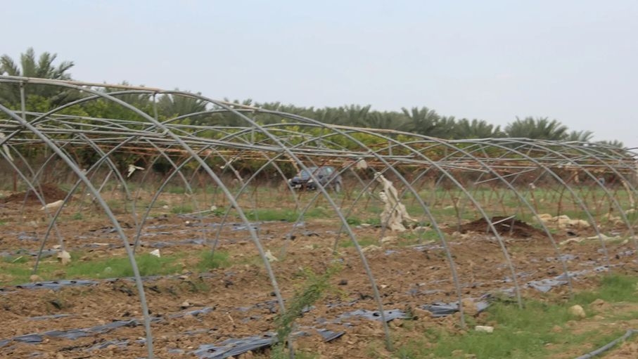 إرجاء الزراعة المبكرة في وادي الأردن حتى تشرين الأول بسبب نقص المياه