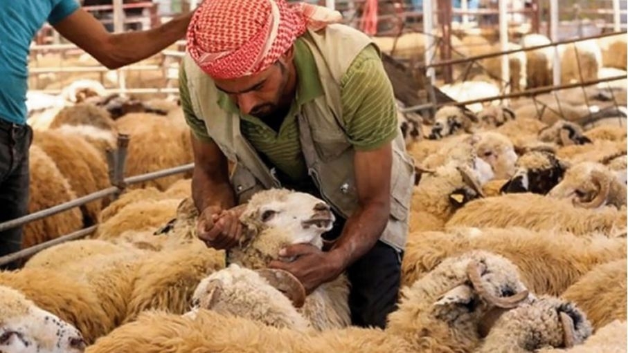 أضاحي العيد: 580 ألف رأس في السوق المحلي والأسعار لن تشهد ارتفاعا كبيرا