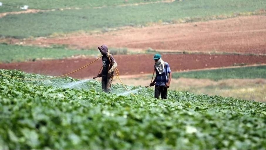 إقراض زراعي مادبا: 1.4 مليون دينار لـ295 مستفيدا حتى منتصف العام
