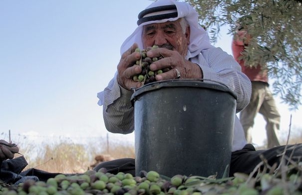 10-8 دنانير أجرة "فريط" الزيتون يومياً
